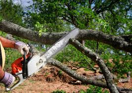 How Our Tree Care Process Works  in  Middlesex, NJ