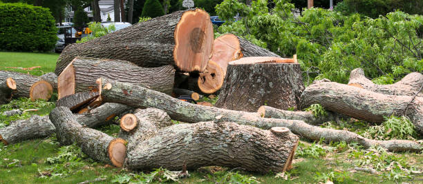 Best Lawn Disease Treatment  in Middlesex, NJ