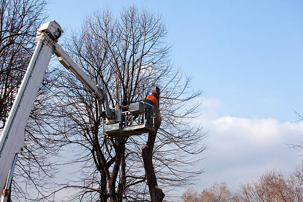 Best Arborist Consultation Services  in Middlesex, NJ