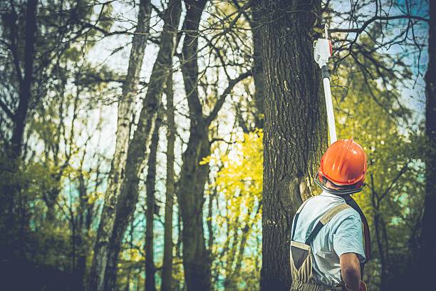 Best Tree Removal  in Middlesex, NJ