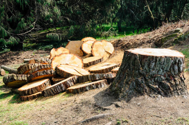 Best Root Management and Removal  in Middlesex, NJ